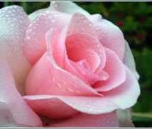 Глицериновое мыло, 50 грамм в форме розы